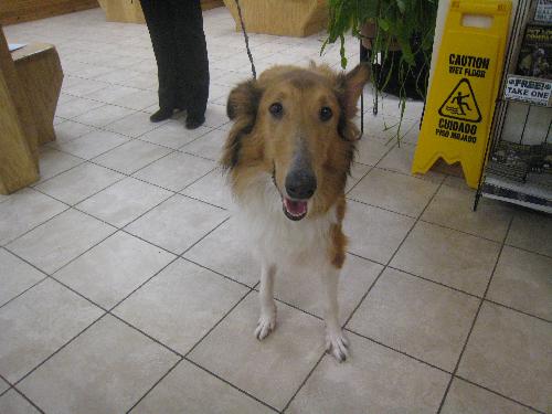Belle - photo 3