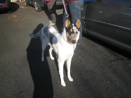 Macie a Young Female Collie (short coat) adopted through Collie Rescue