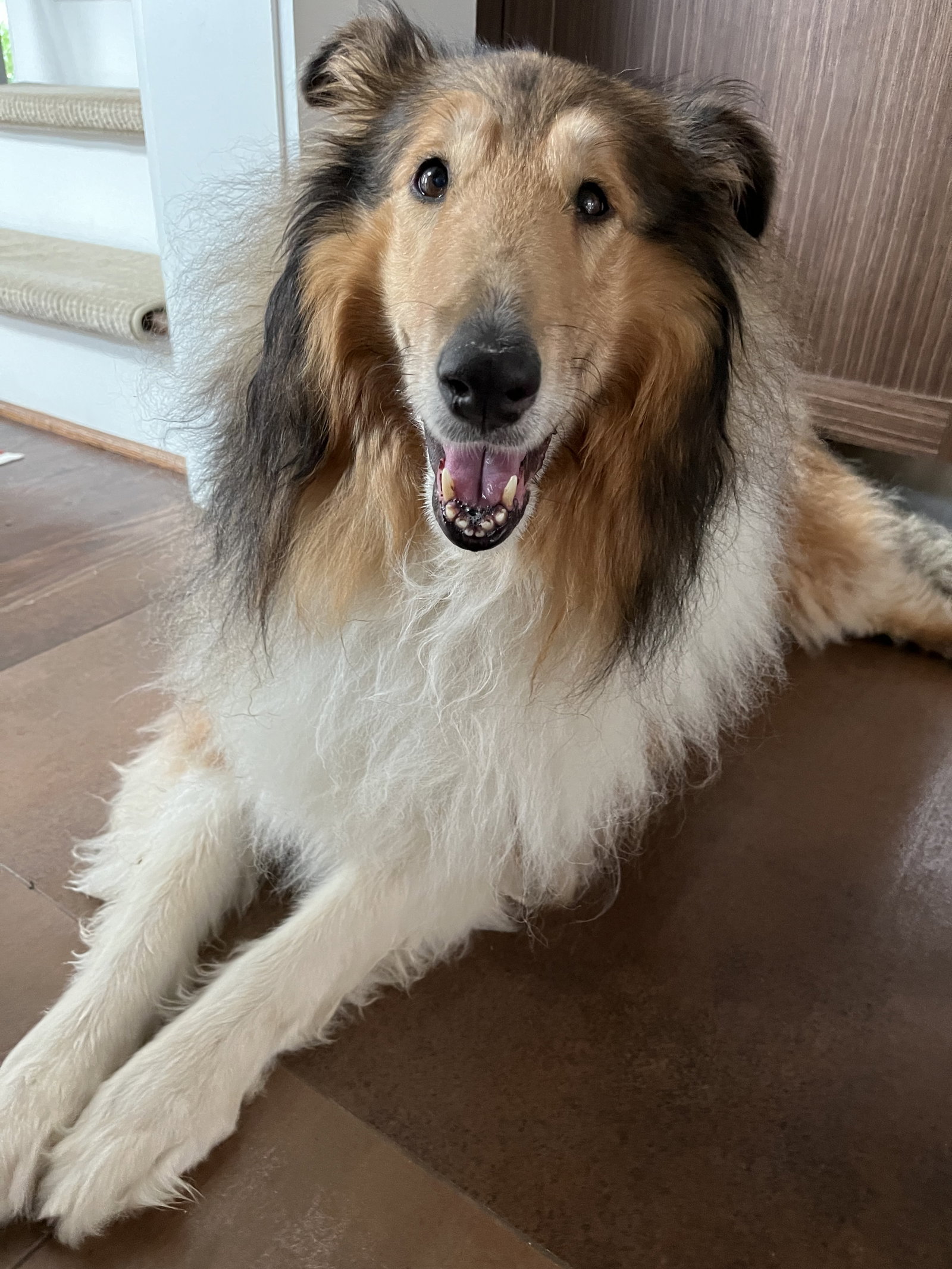 Ruby a Adult Female Collie (long coat) adopted through Collie Rescue