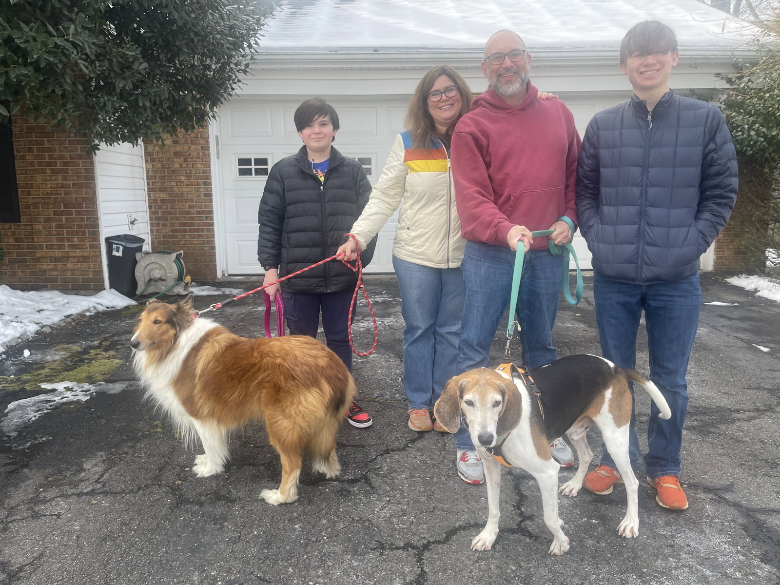 Sasha a Adult Female Collie (long coat) adopted through Collie Rescue