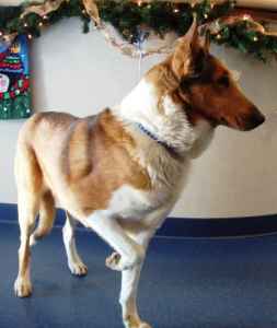Laddie *updated* - photo 2