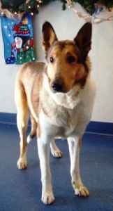 Laddie *updated* - photo 3