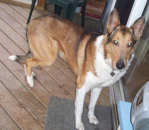 Laddie *updated* a Adult Collie (short coat) adopted through Collie Rescue