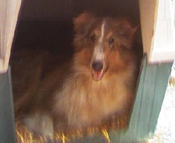 Jeannie a Young Female Collie (medium coat) adopted through Collie Rescue