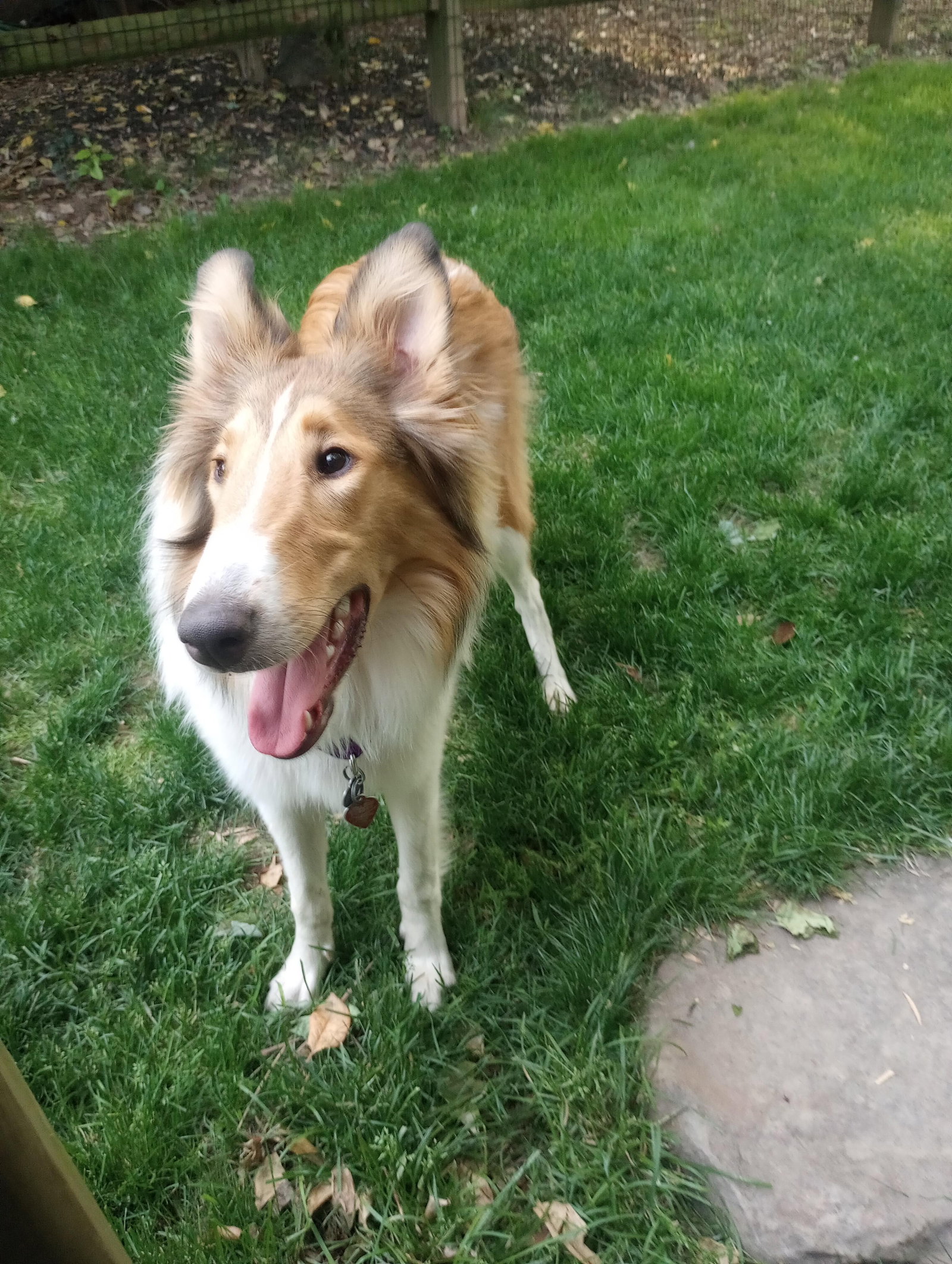 Sadie - photo 3