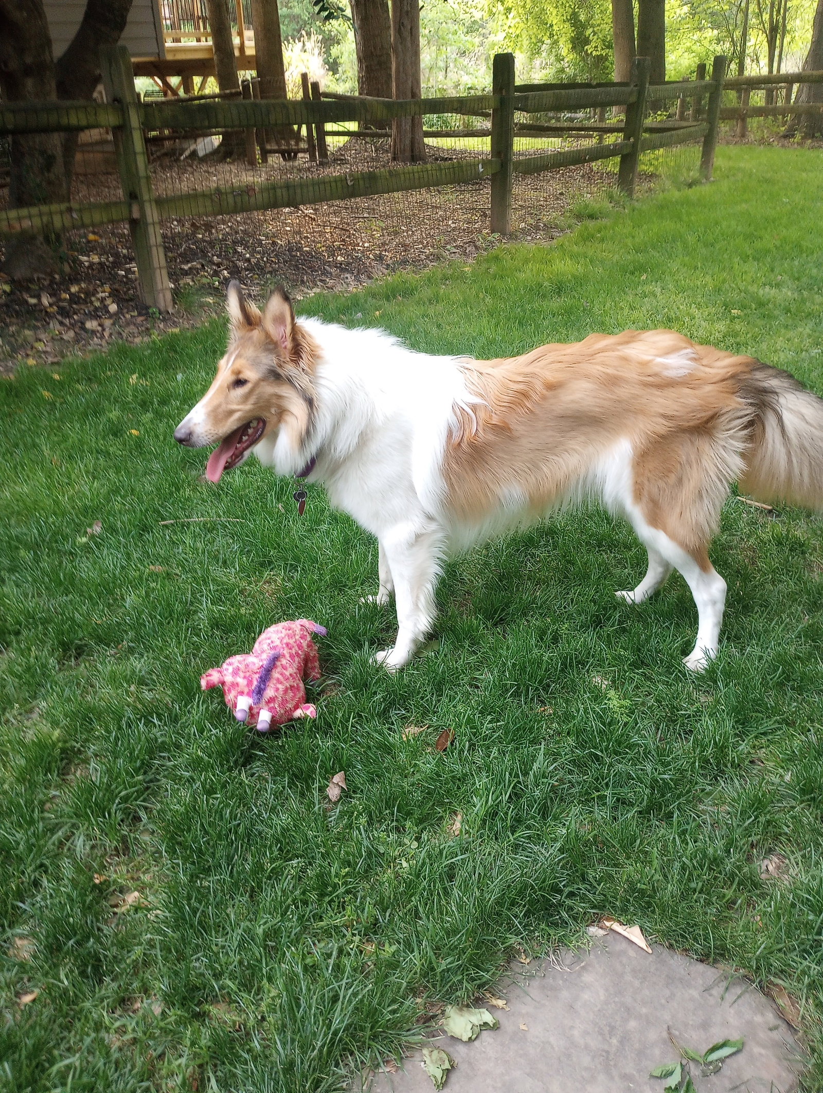 Sadie - photo 4