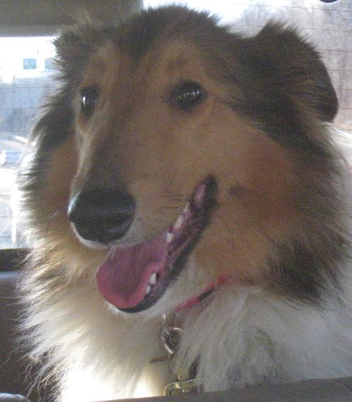 Shelby a Young Female Collie (long coat) adopted through Collie Rescue