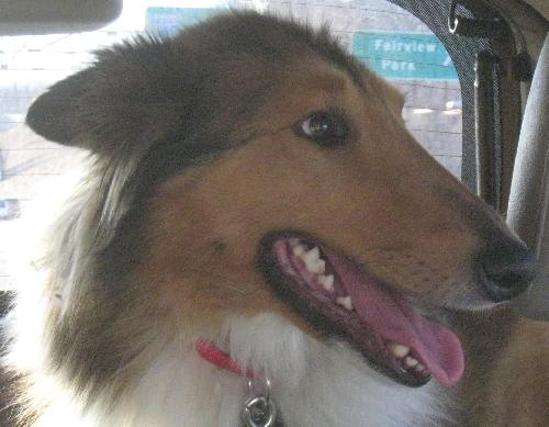 Shelby - photo 3