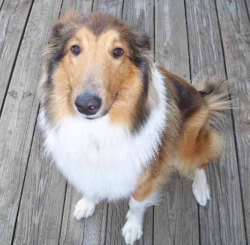 Shelby - photo 2