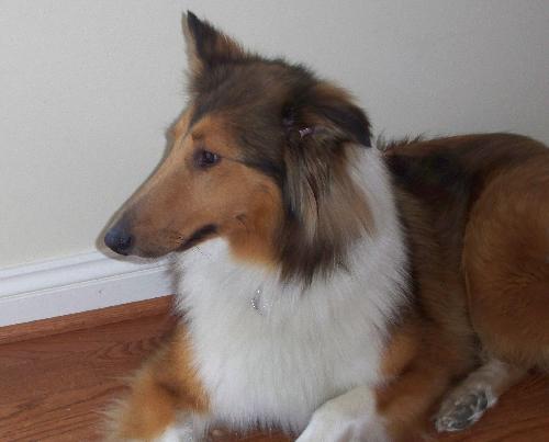 Shelby - photo 4
