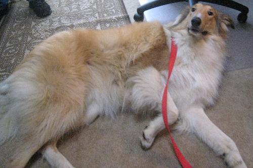 Tucker - photo 4