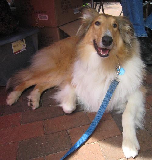 Tucker a Young Male Collie (long coat) adopted through Collie Rescue