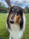 adoptable Dog in , VA named Hunter