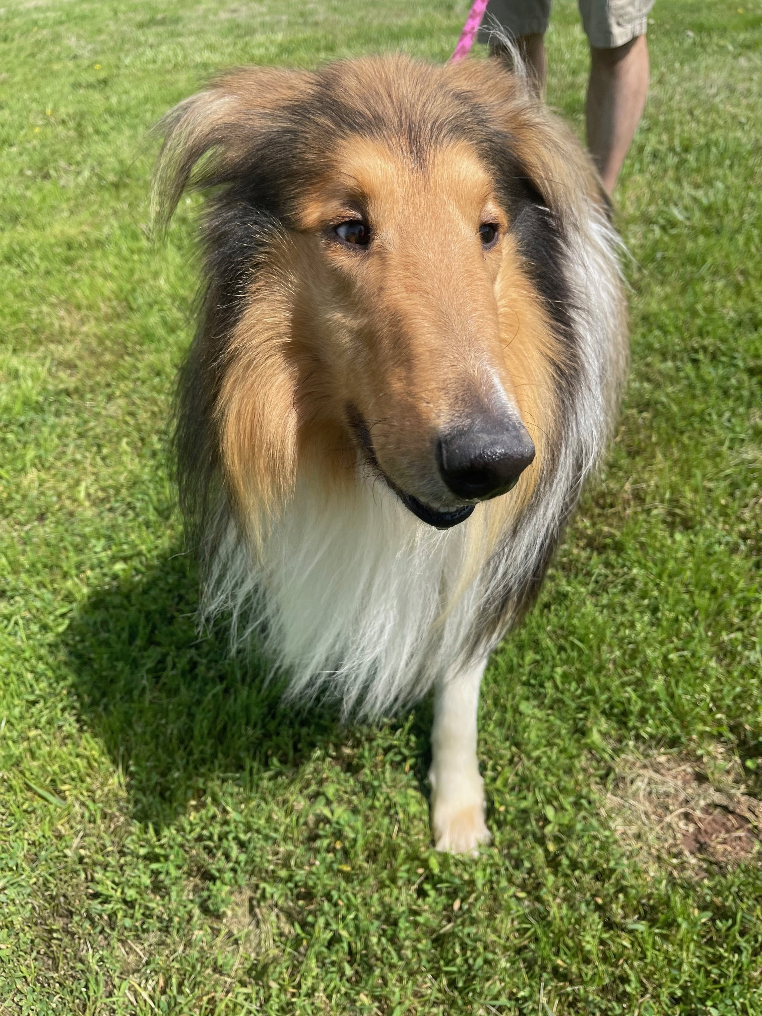 Lance a Adult Male Collie (long coat) adopted through Collie Rescue