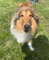 adoptable Dog in , VA named Lahara
