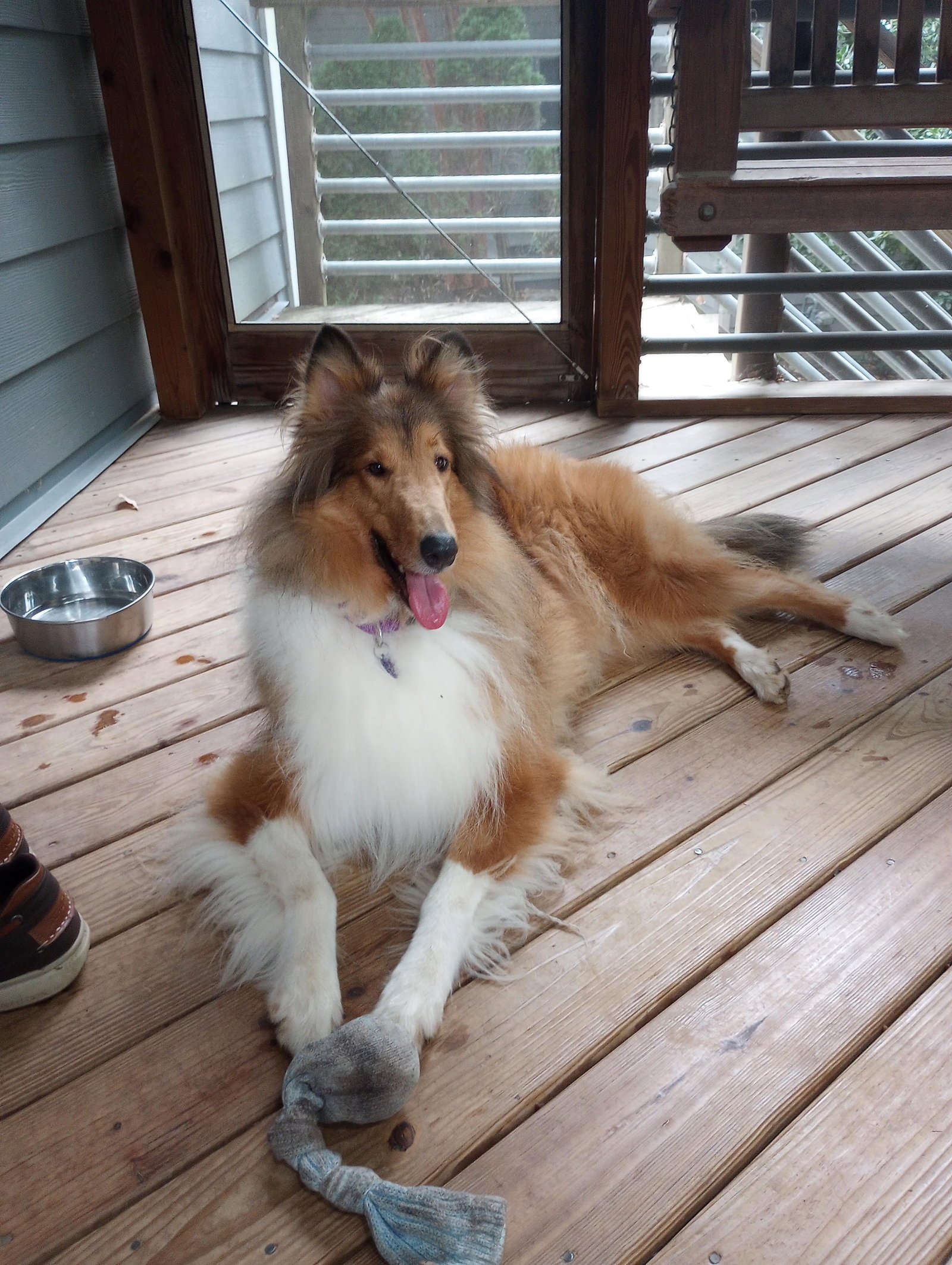 Lahara a Adult Female Collie (long coat) adopted through Collie Rescue