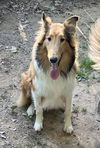 adoptable Dog in , VA named Duffy