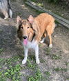 adoptable Dog in  named Duffy