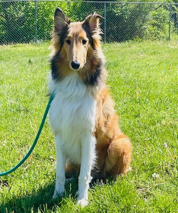 DUFFY - Collie available for adoption