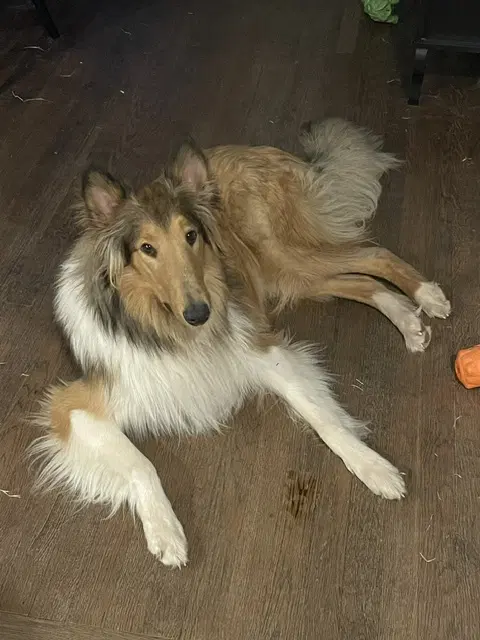 Duffy - Collie