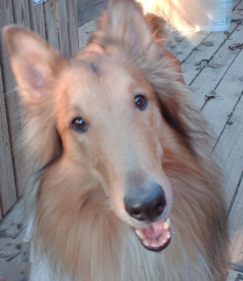 Ryan a Adult Male Collie (long coat) adopted through Collie Rescue