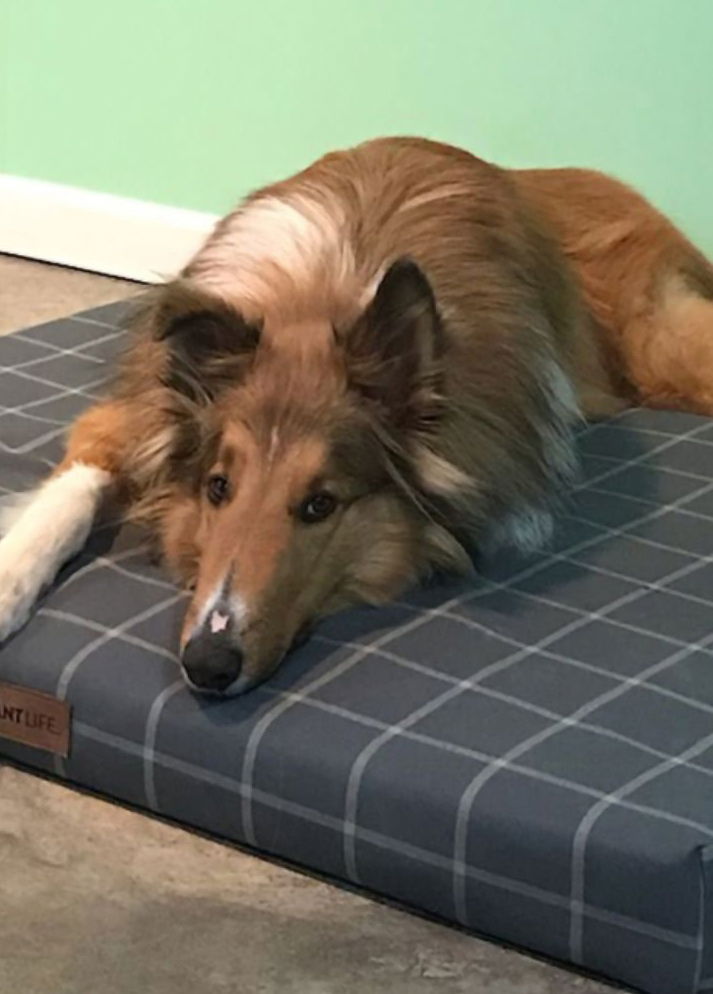 adoptable Dog in Chantilly, VA named Branch