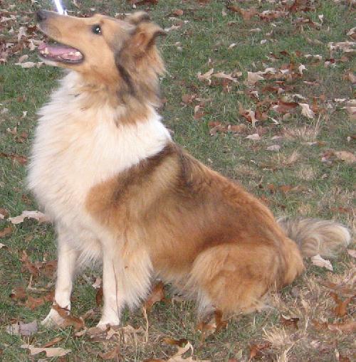 Chase a Adult Male Collie (long coat) adopted through Collie Rescue