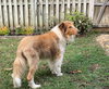 Charlie - Photo 4
