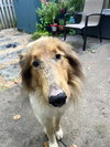 Charlie - Photo 2