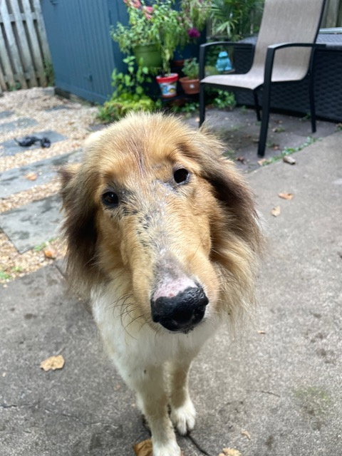 CHARLIE - Collie available for adoption