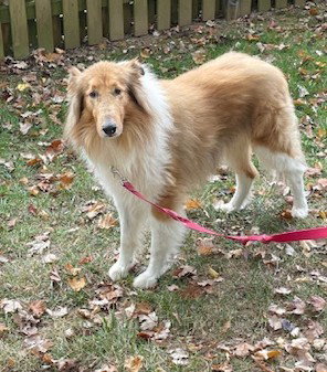 picture of the dog needing adoption