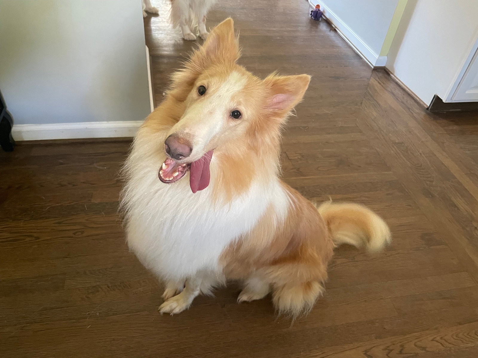Tippy a Adult Female Collie (long coat) adopted through Collie Rescue