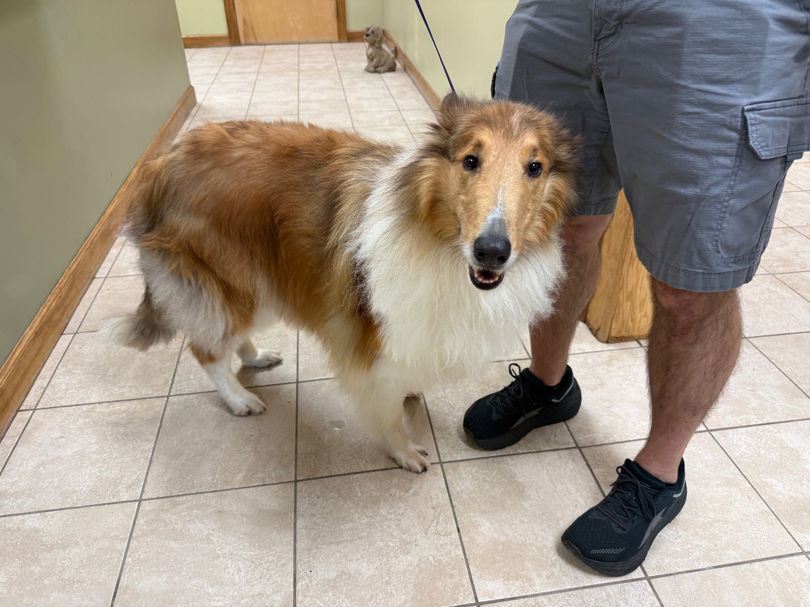 Ace a Adult Male Collie (long coat) adopted through Collie Rescue