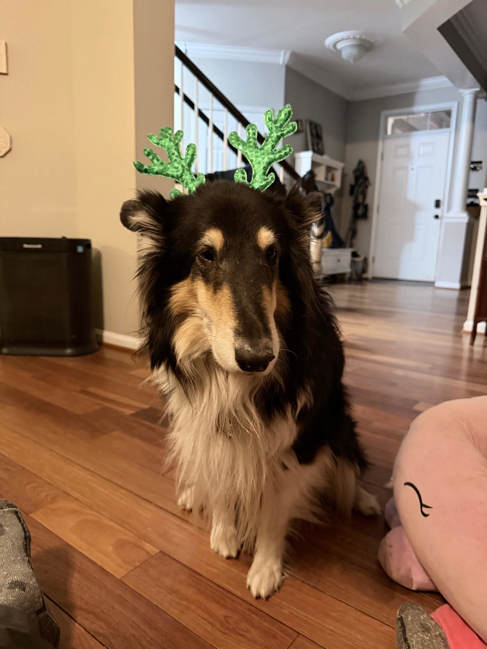 Paisley a Adult Female Collie (long coat) adopted through Collie Rescue
