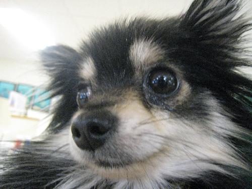 Rocky a Adult Male Pomeranian (long coat) adopted through Collie Rescue