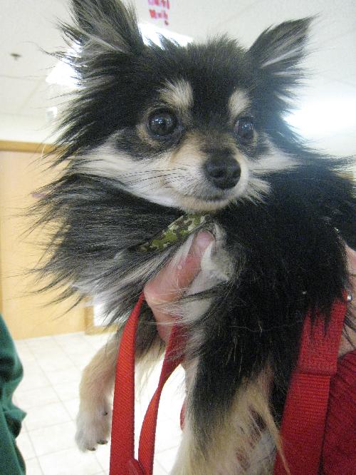 Rocky - photo 2
