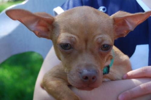 Benny a Baby Male Chihuahua / Miniature Pinscher / Mixed (short coat) adopted through Collie Rescue