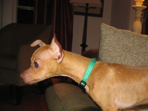 Benny - photo 4