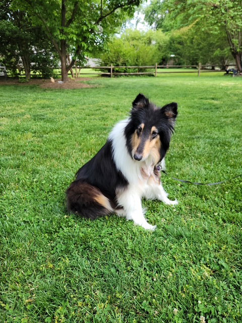 Clementine - photo 2