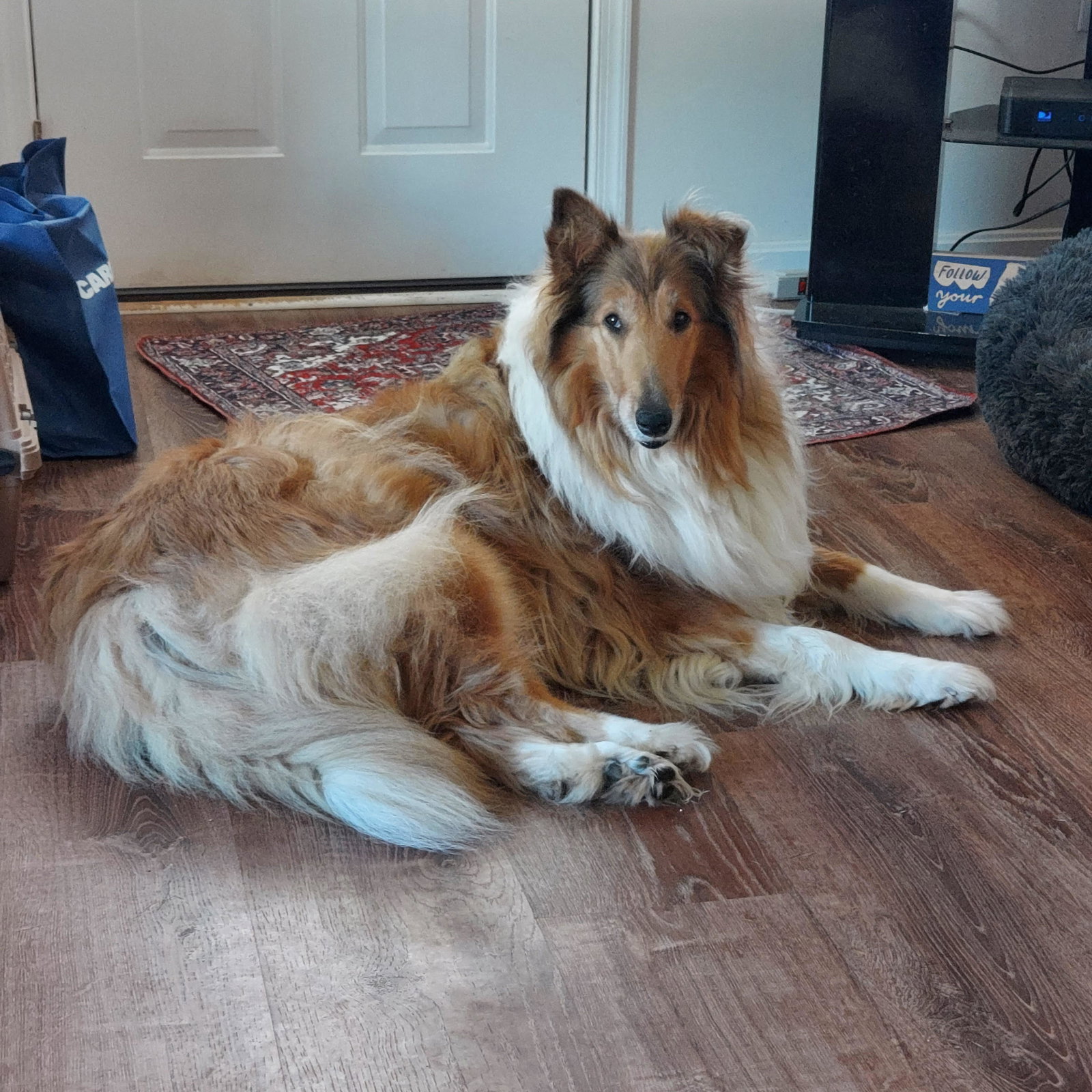 Missy a Adult Female Collie (long coat) available for adoption
