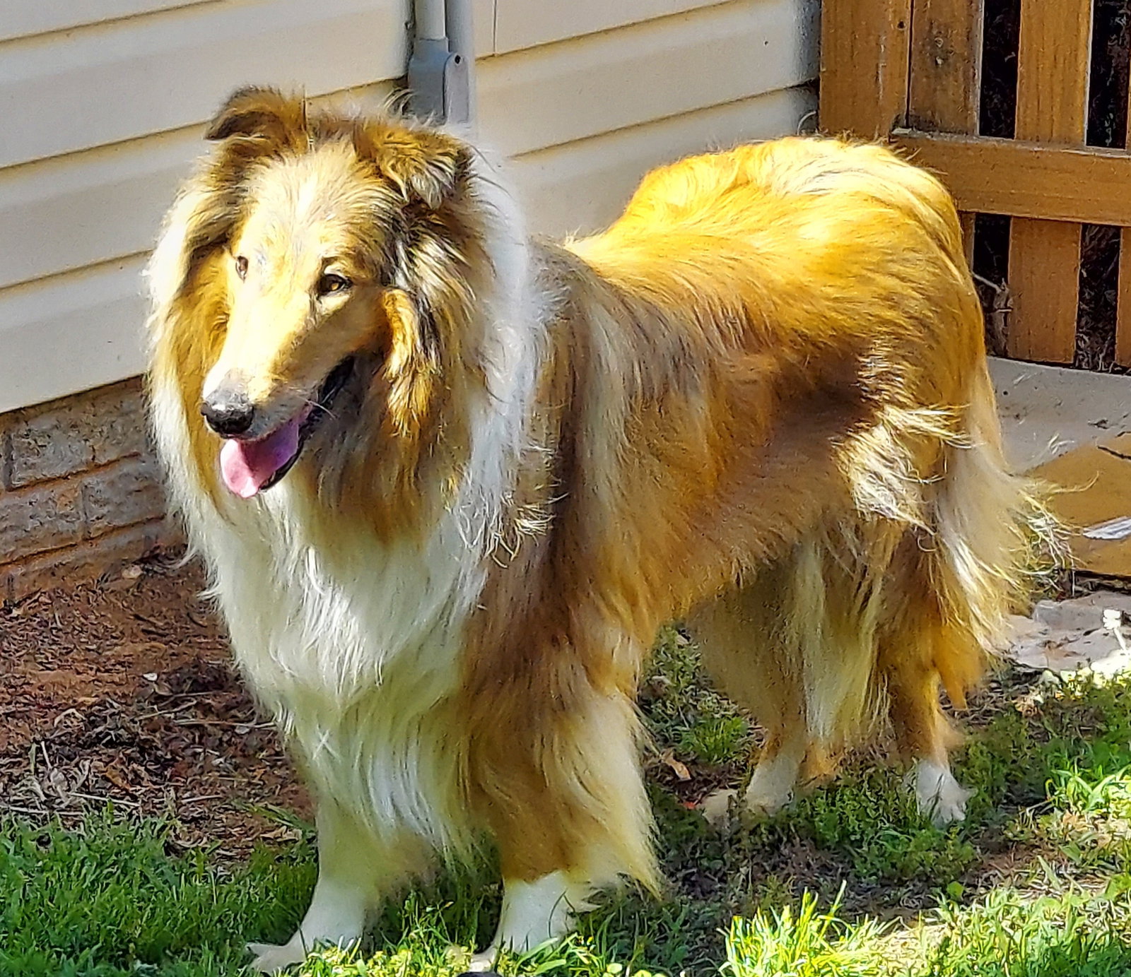 Missy - photo 2