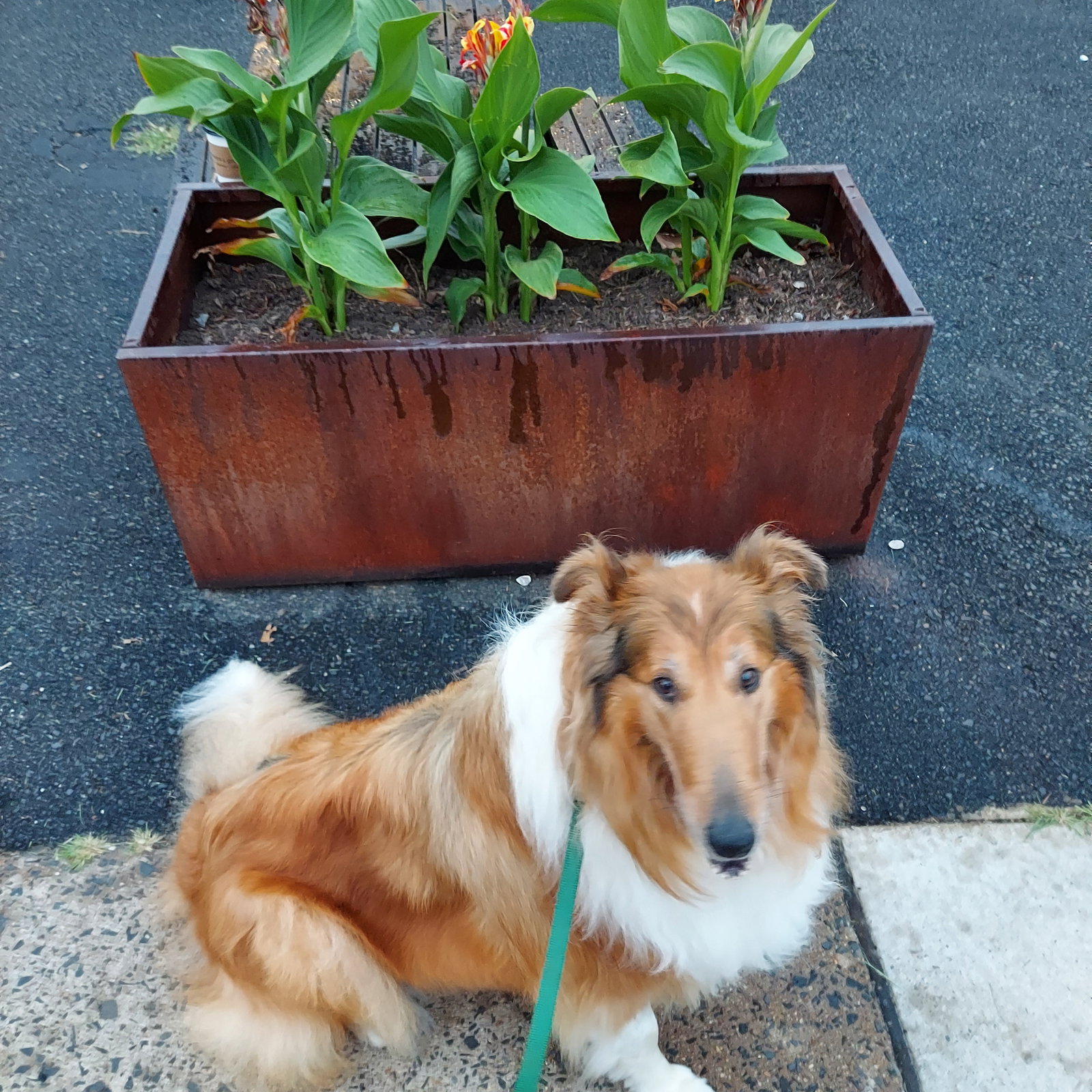 Missy - photo 3