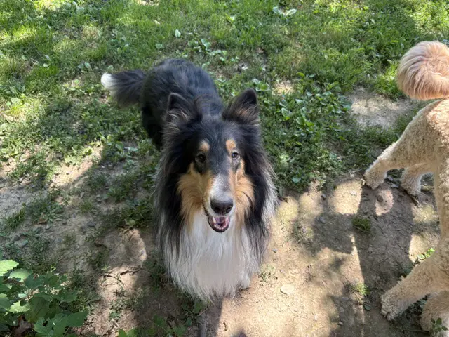 Zane - Collie