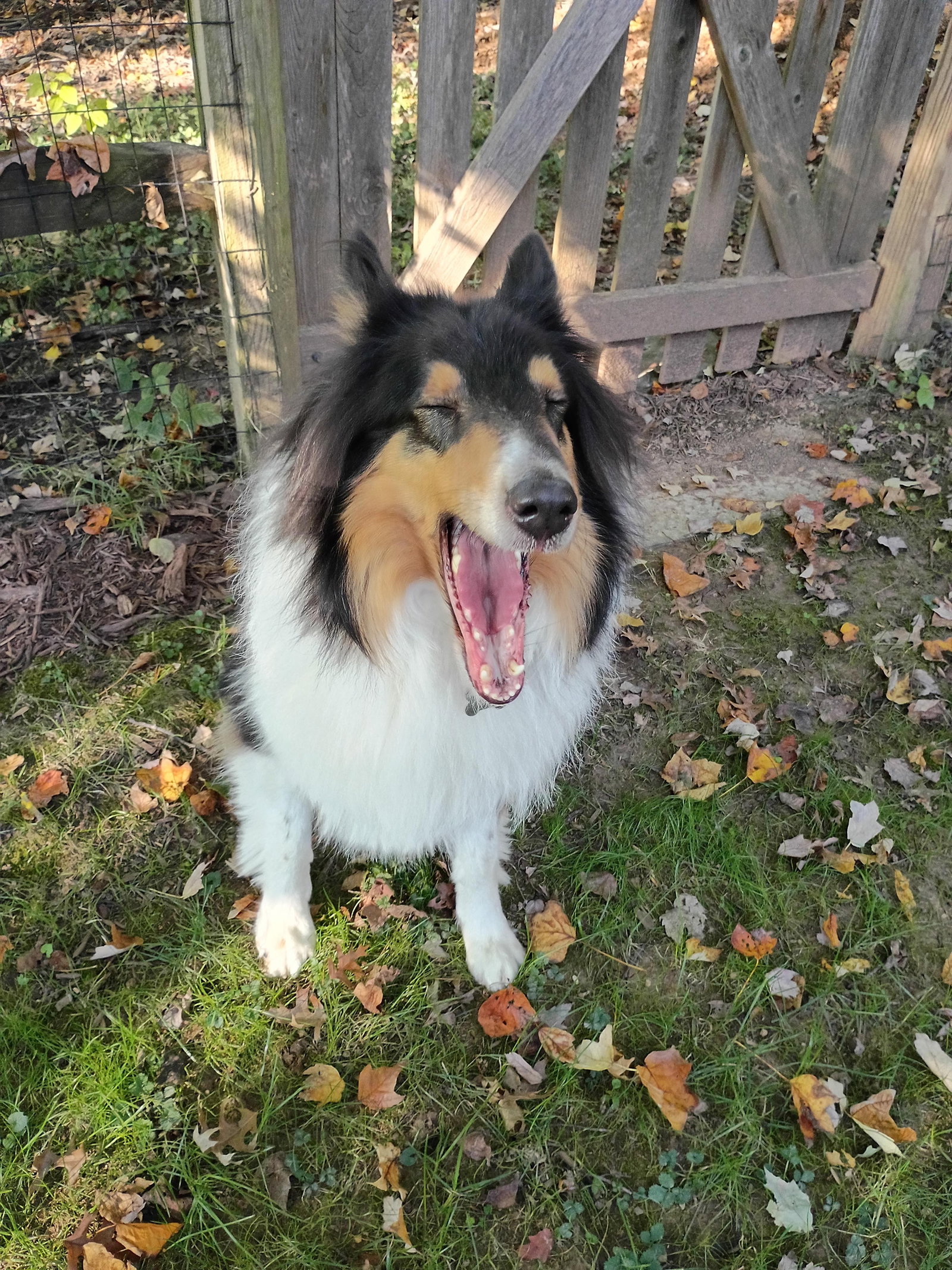 Zane, photo 3