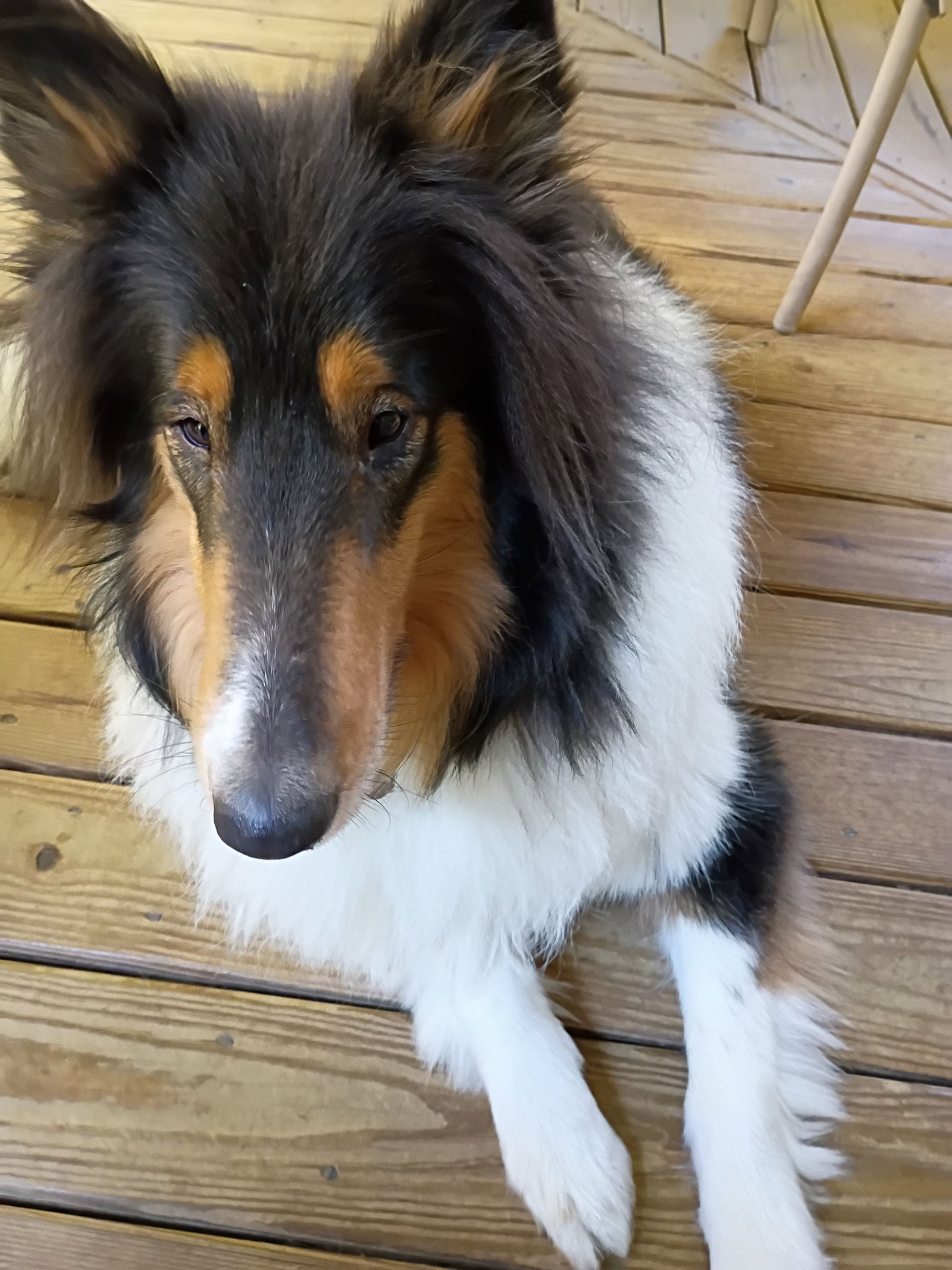 Zane, photo 4