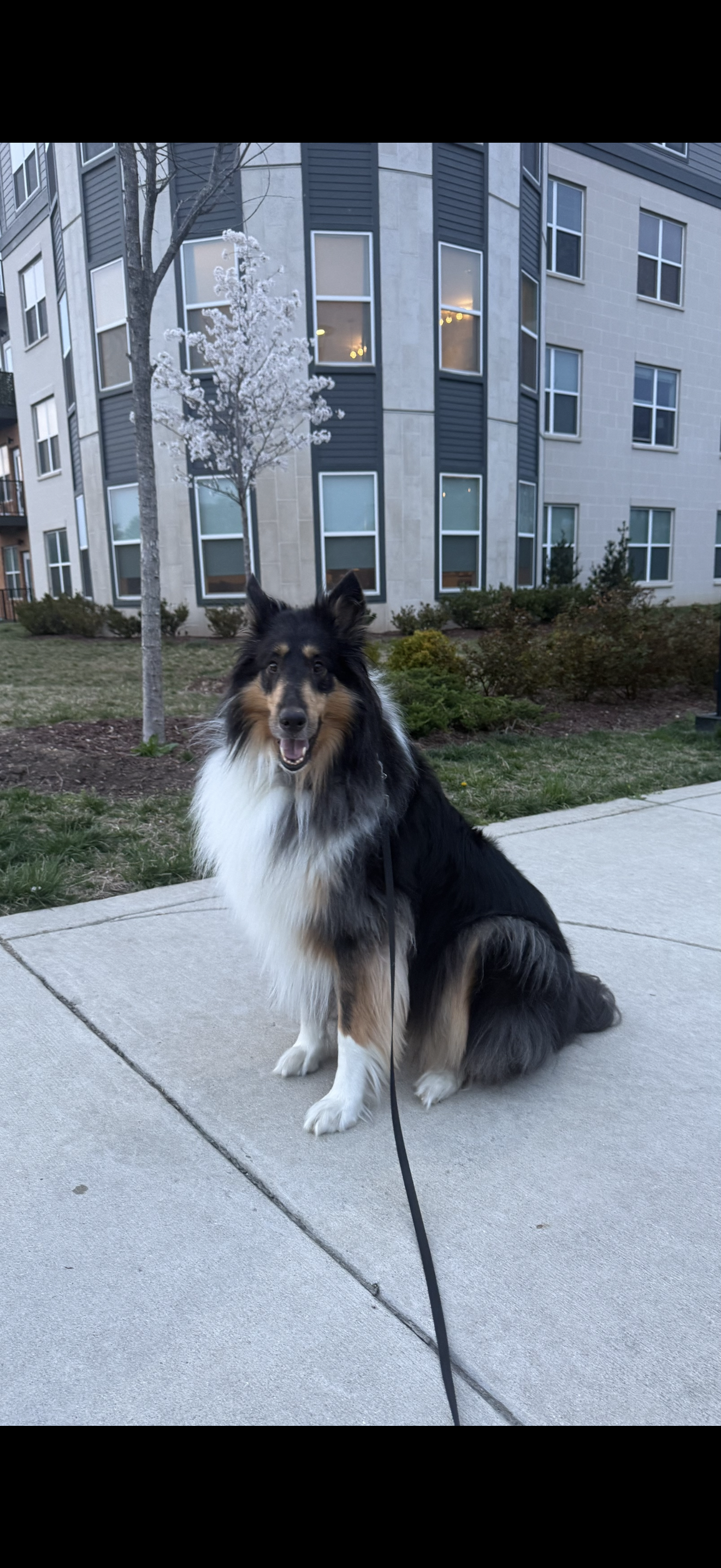 Vino a Adult Male Collie (long coat) available for adoption