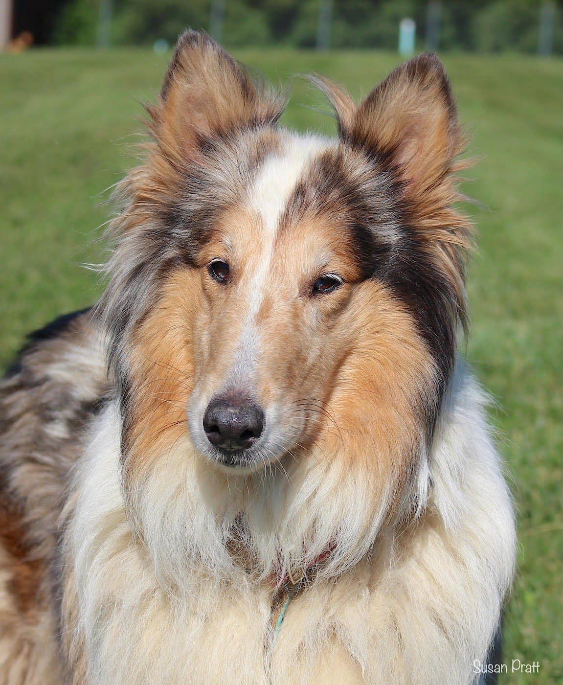 Duchess - photo 2