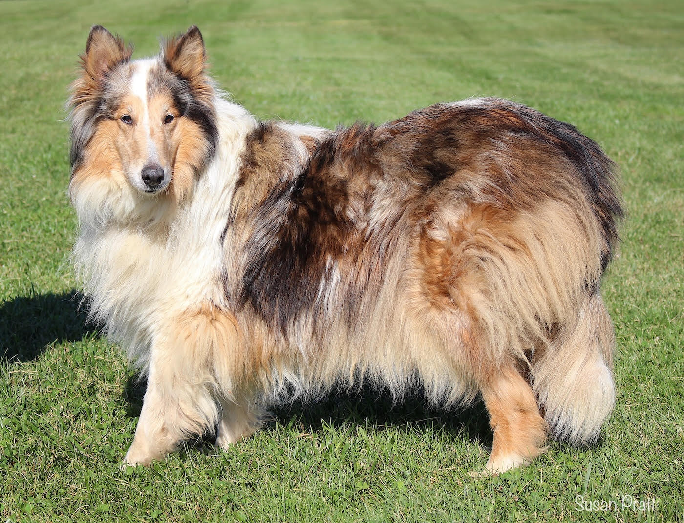 Duchess - photo 3