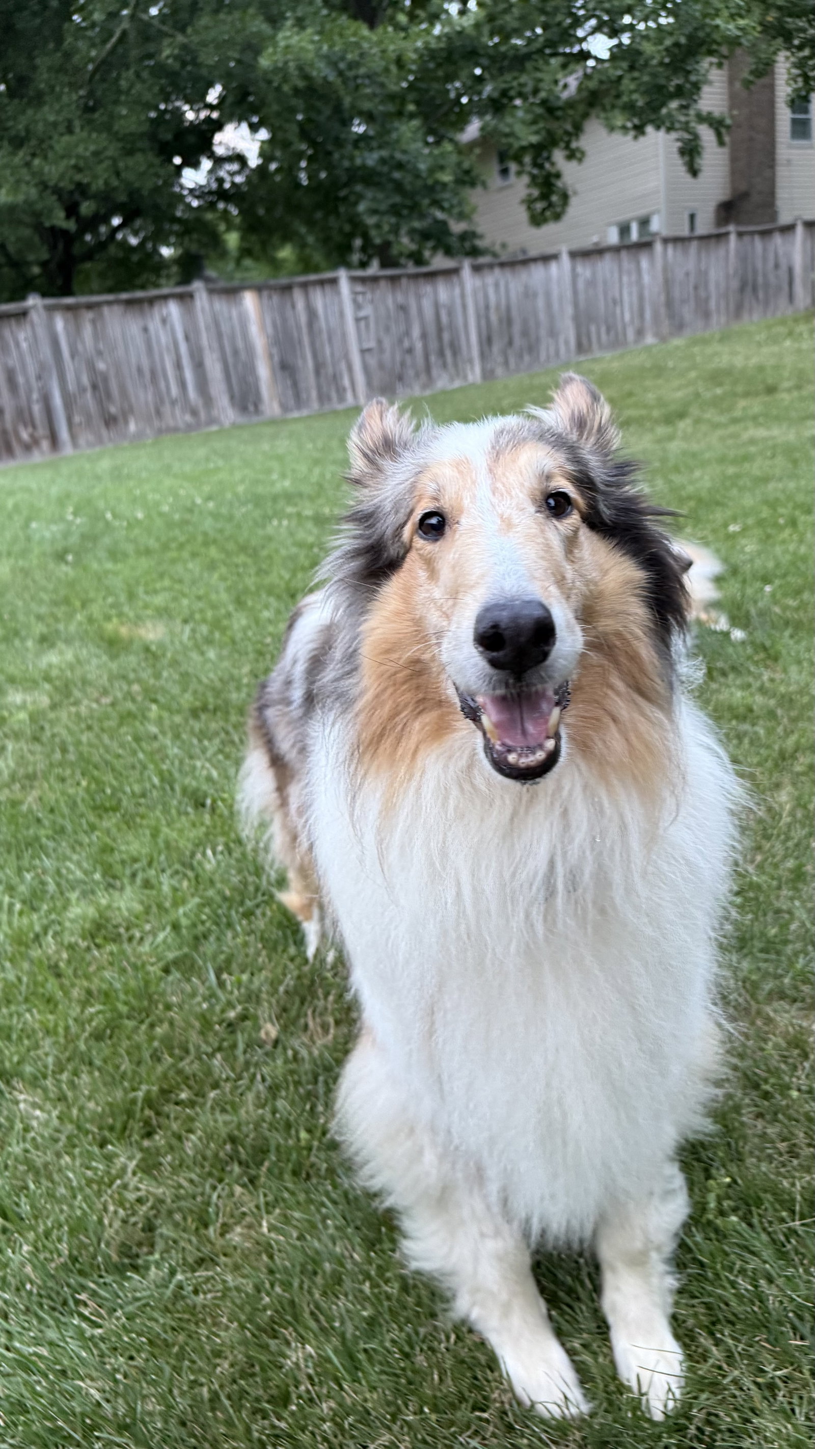 Duchess a Adult Female Collie (long coat) available for adoption