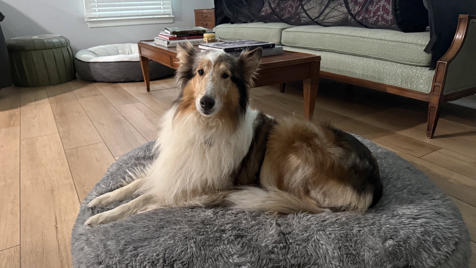 Duchess - photo 3